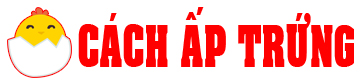 Kinh Nghiệm Ấp Trứng